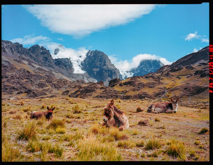 Some favorites from the Bolivian Andes portion of our trip. Shot on 120 [Fuji GA645, 60 mm f/4, mixed Portra, Ektar, Gold]