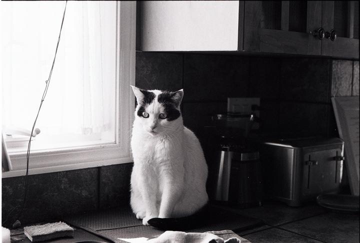 A black and white cat sits on a kitchen counter next to a window.