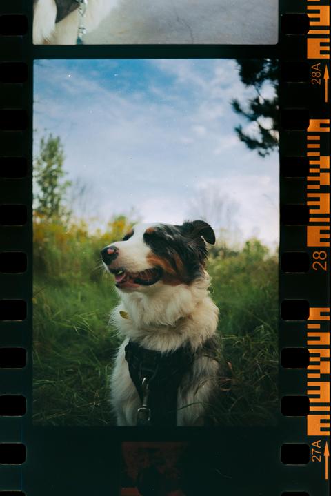 A dog with its eyes closed sits in a field of green and yellow grass under a blue sky.