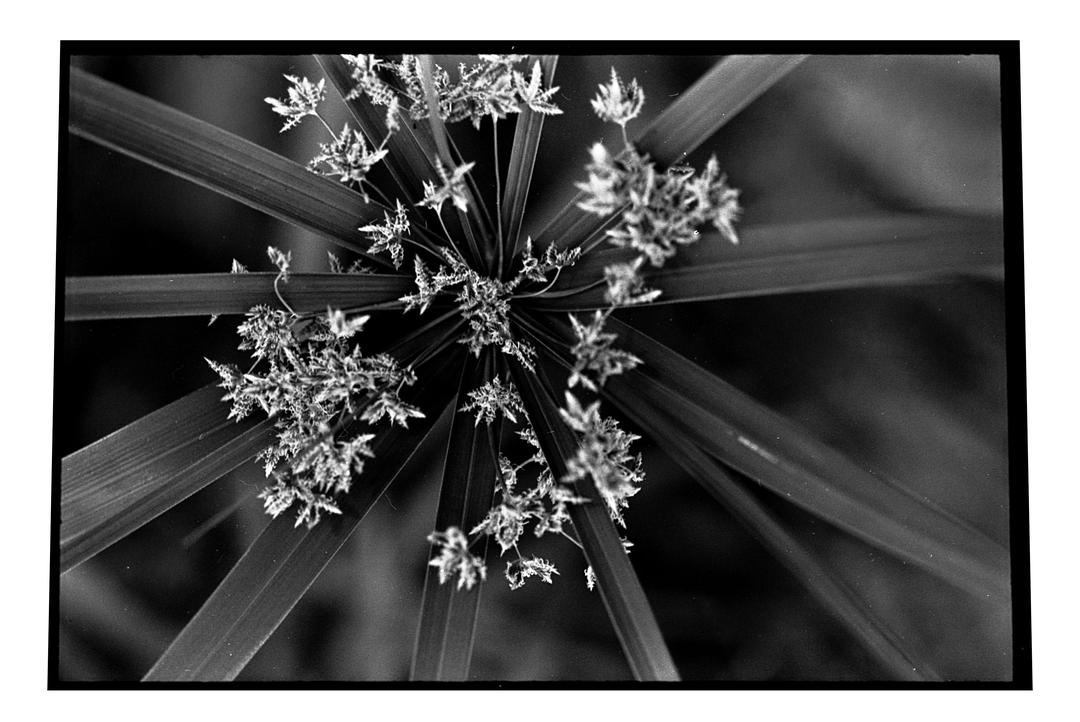 image 36271 by humble_wobbler