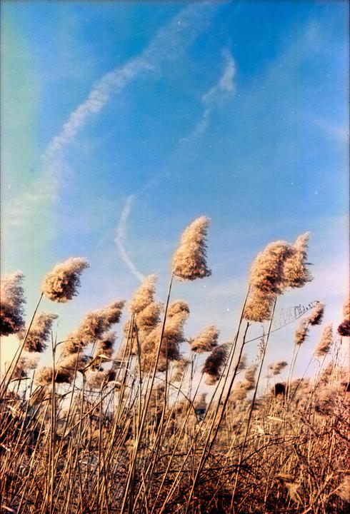 Not sure how I feel about this film, but I like this picture. Nikon F4 | REFLX LAB 400D