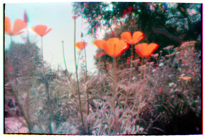 My first home-developed roll: 35mm trichromes on FP4, shot in a Chroma CubeFF pinhole camera. Let's get weird, y'all.