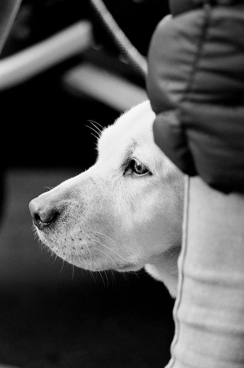 A white dog looks to the left, partially obscured by a person's arm and leg.