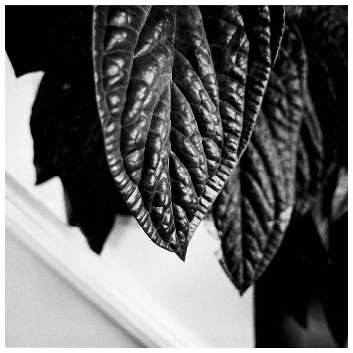 My hobby 📸 my wife’s hobby 🪴[AE-1P, Kentmere 100]