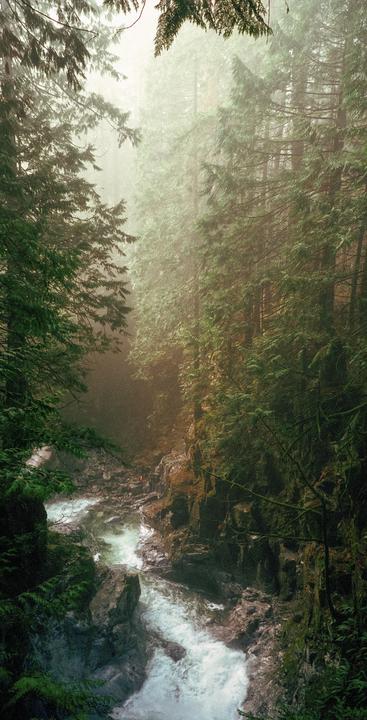 The Misty Forests of BC [Leitz Minolta CL, M-Rokkor 40mm f/2, Kodak Portra 800]