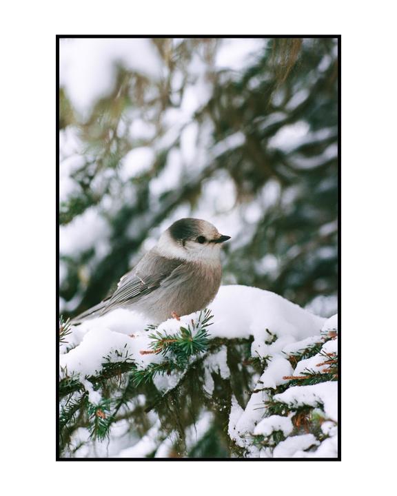I don’t often find my bird pics come out very well, but I was quite pleased with this shot of a chubby lil whiskeyjack I snapped on a hike this week. [Nikon F2 |85mm 2.0| Portra 400]