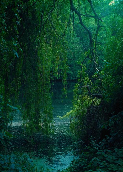Lost in the green // Kodak Pro Image 100 // Olympus OM-1n // Zuiko 50mm/f1.8