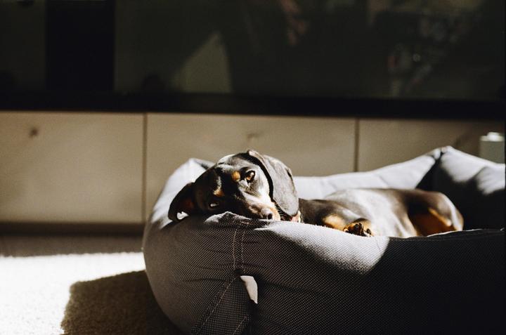 My pup sunbathing. Fujica St801, EBC Fujinon 1.8-55mm, Fuji color 200