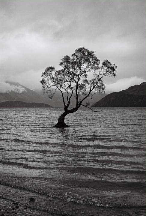 Obligatory #ThatWanakaTree Post | Wanaka, New Zealand (Nikon F75, 50mm f1.8, Ilford XP2 Super 400).
