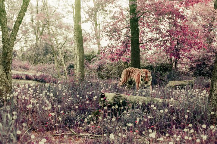 My Girlfriend Let Me Use Her Camera To Take This Shot [Nikon FM2, 50mm F/1.8, LomoChrome Purple]