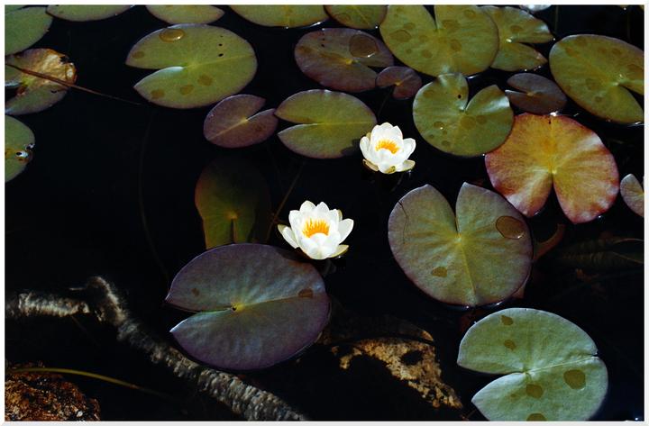 Two white water lilies float among lily pads on dark water.