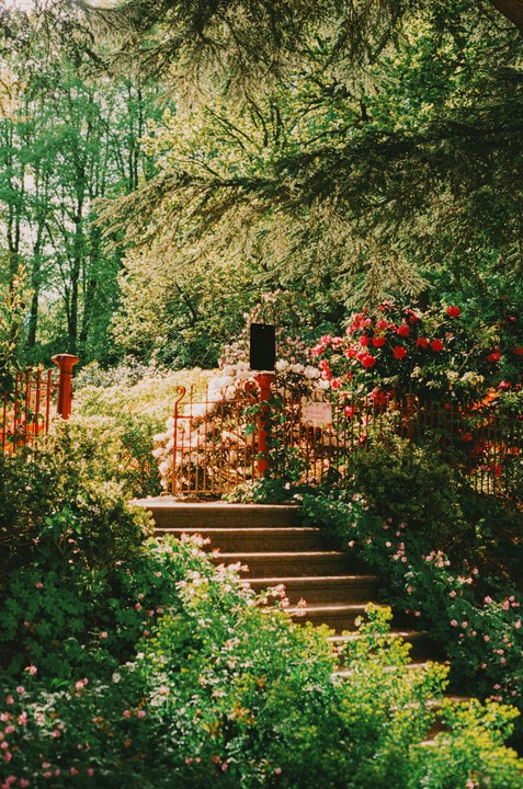Normally a Portra girl, but I love these Fuji greens [Nikon F3 | 50mm 1.8 | Fujifilm 400]