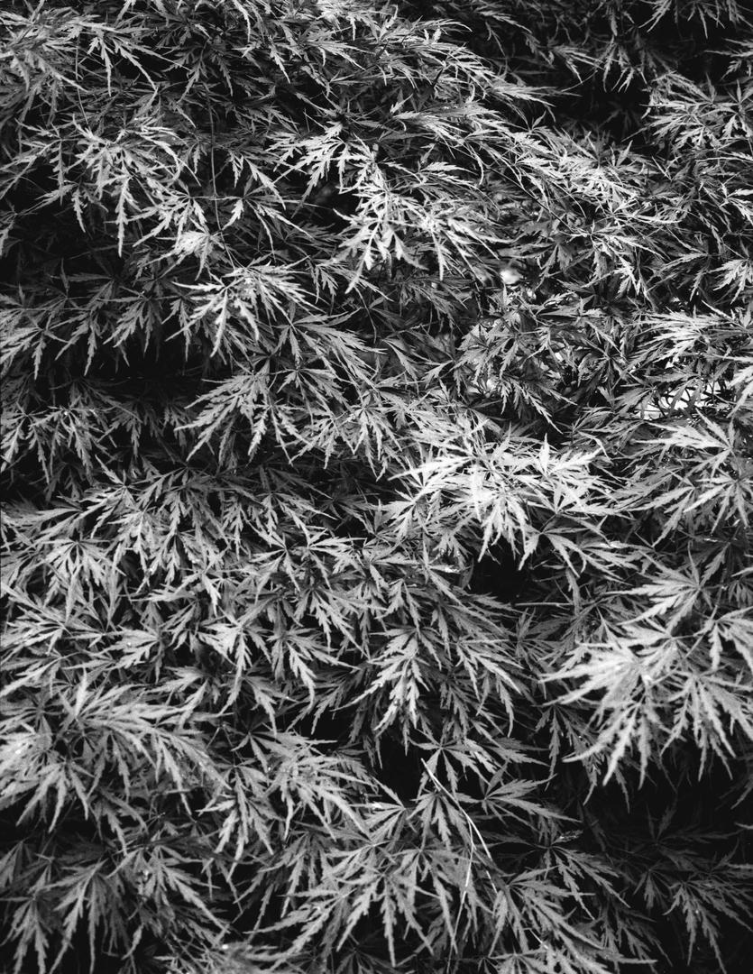 The 2 Stop Gamble: HP5 Plus, shot with ilford hp5 plus
