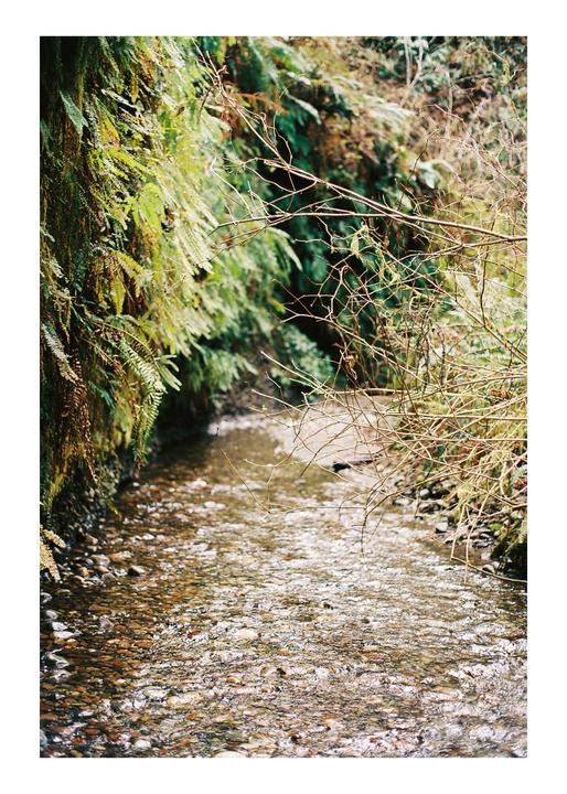 Fern Canyon (Pentax K1000, 50mm f1.7, Portra 400)