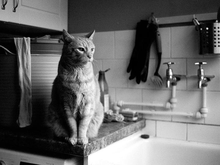 Monty [Leica IIF, 35mm Color-Skopar, Fomapan 400]