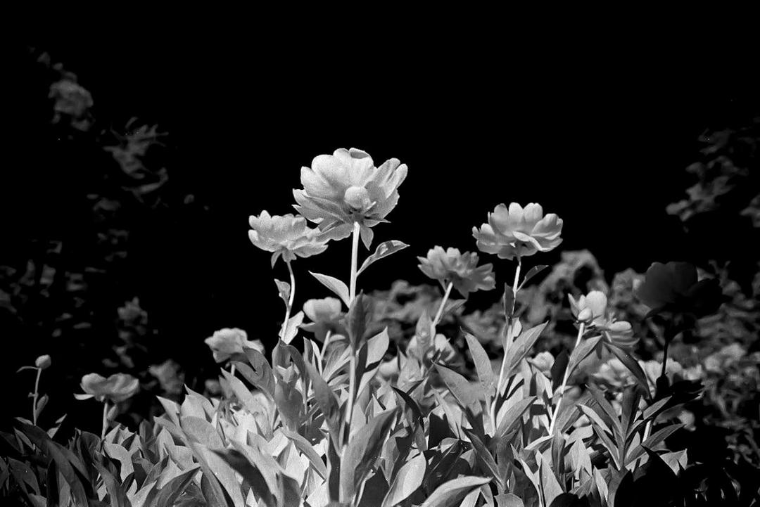 First go with IR. Rollei IR 400, Nikon FM, Sigma 28-70 f3.5., shot on nikon fm with rollei infrared 400