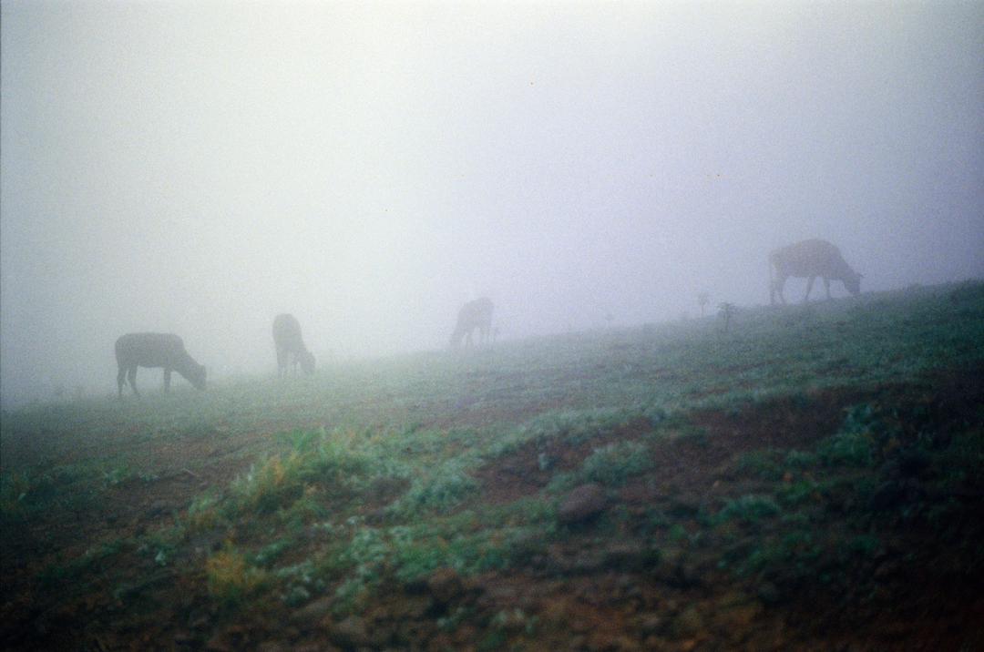Coorg countryside, Western Ghats, South India, shot on vivitar with kodak portra 400