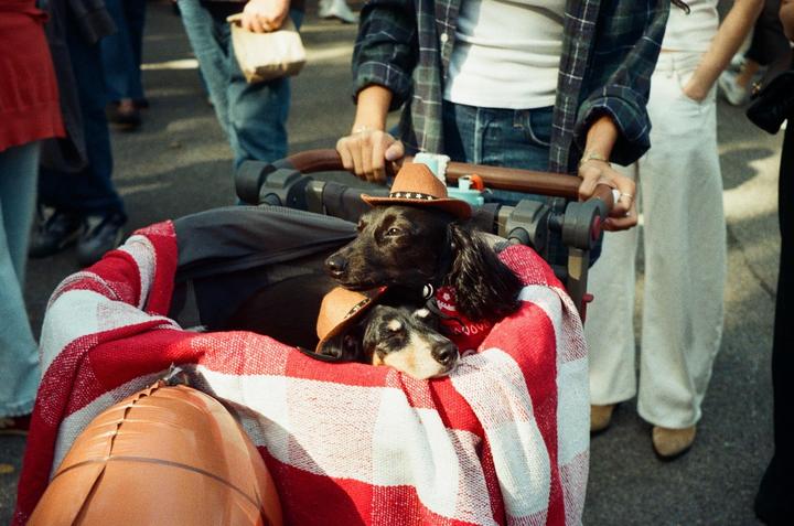 Tompkins Square Park Dog Parade