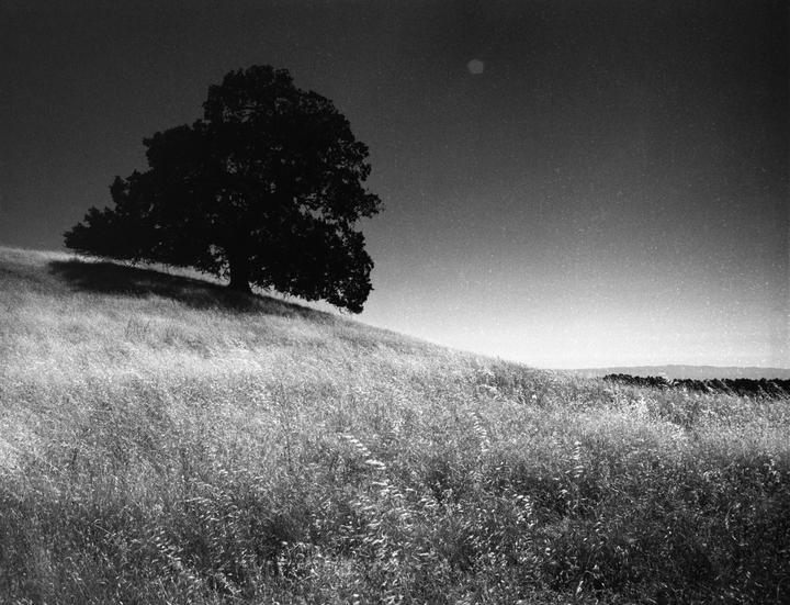 A lone tree stands on a grassy hill under a bright sky.