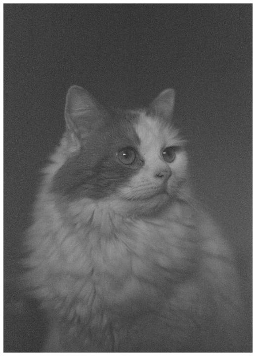 Willow [Pentax ME Super, 50mm f2.0, 18 year old expired Kodak B&W]