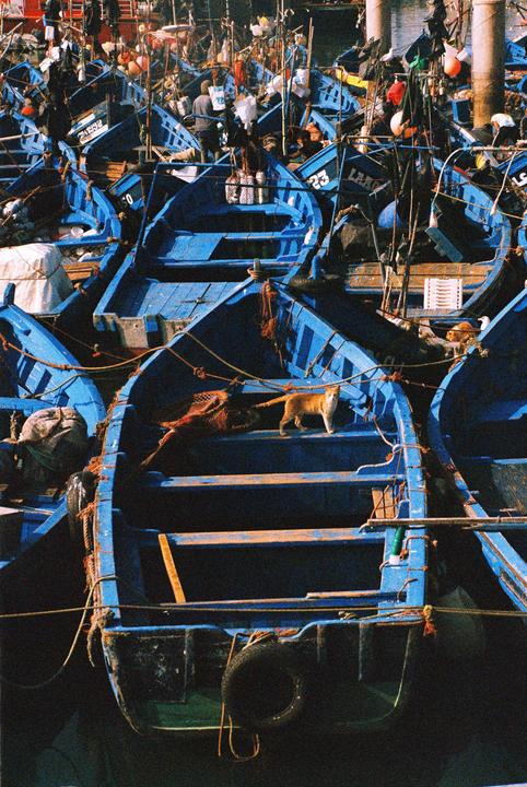 Essaouira Fish Market (Minolta SRT201, Kodak Ultramax 400)