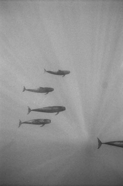 Some pilot whales passing through, somewhere offshore. Tmax 400 / Nikonos v