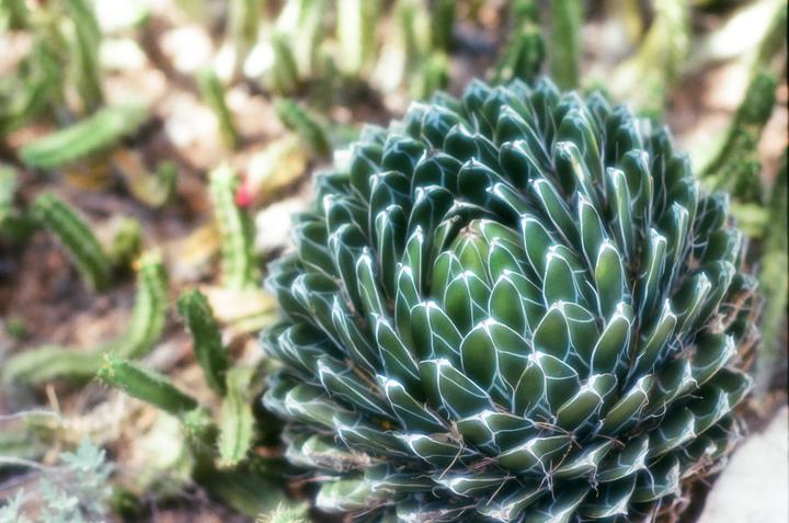 Trip to the Tuscon Botanical garden. Minolta a9 w/ 85mm 1.4 on ektar