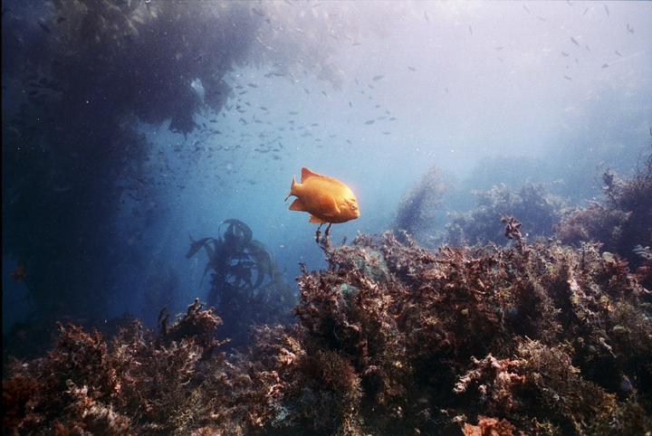 Casino Point, Catalina Island [ Nikonos V / UW-Nikkor 15mm / Cinestill 400D ]