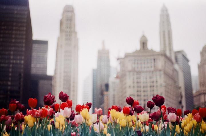 Chicago’s Tulips | Canon AE-1 | Fujifilm 200