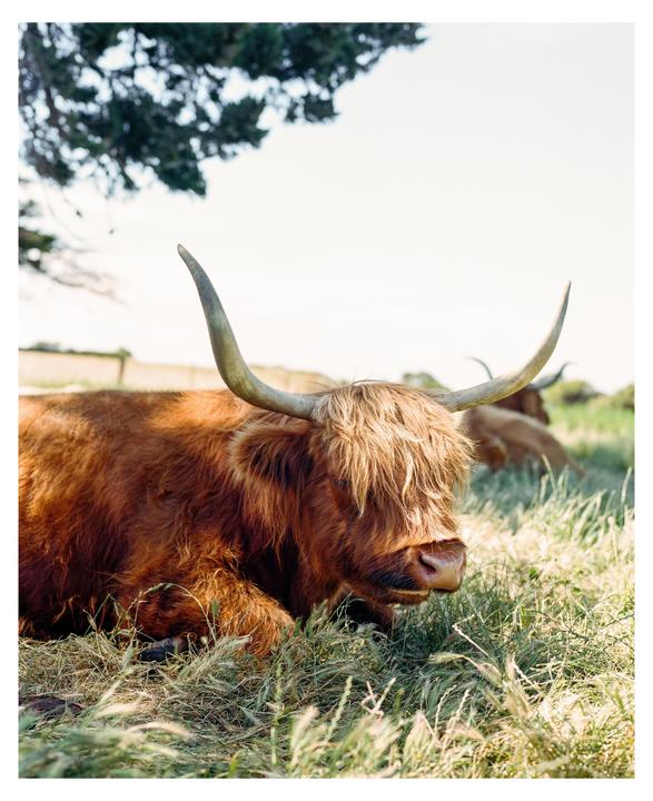 Emo cow [Mamiya RZ67, Portra 400]