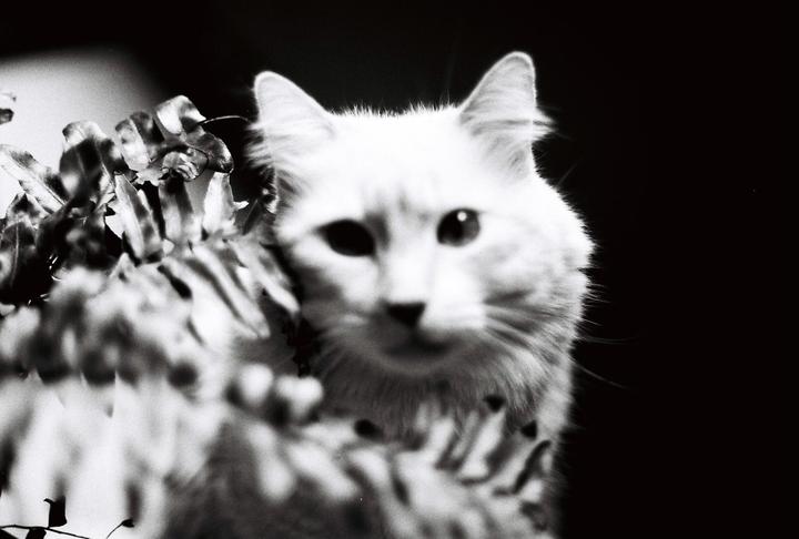 A white cat with dark eyes peeks out from behind a plant.