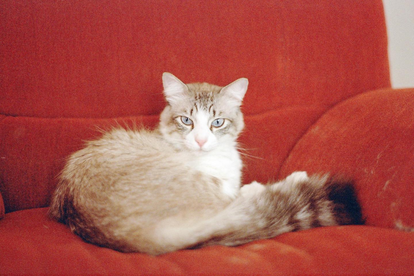 image 36117 by simplejournalist