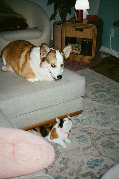 Adopted cat’s first week home [Olympus Infinity Stylus Zoom 35-70, Portra 400]