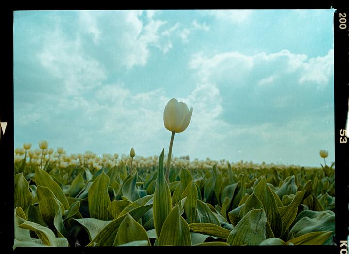 Tulip [ Mamiya m645, Sekor C 48mm f2.8, Kodak Gold 200 ]