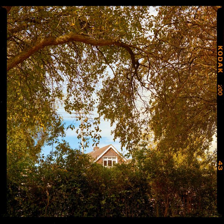 One more set from recent walk in Bushy park / Kodak Gold 200 / Bronica SQ-A 80mm f2.8 / Bellini C41 kit 38°C