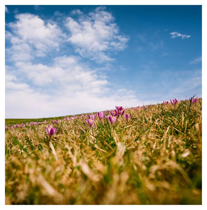 Purple crocus flowers bloom in a field of dry grass under a blue sky with white clouds.