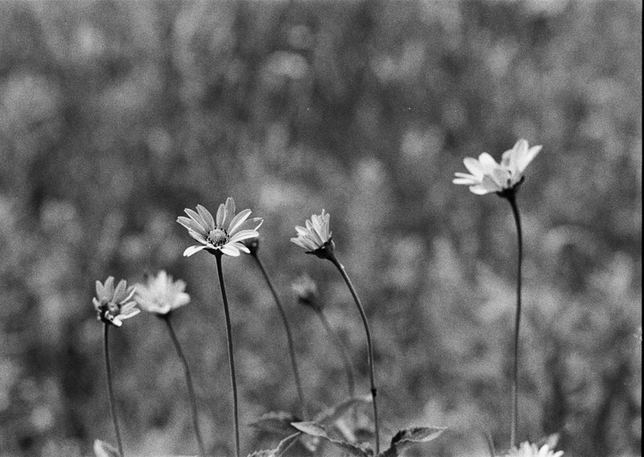 Several daisies with long stems are visible against a blurred background.