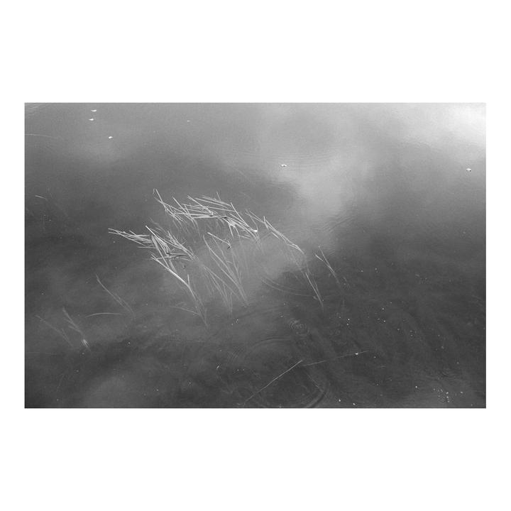 Reeds emerge from the surface of a river, reflecting the sky.