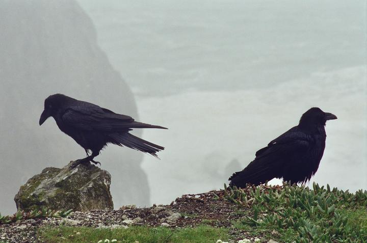 Ravens [Cinestill 400D, Canon F-1, 200mm f/4]