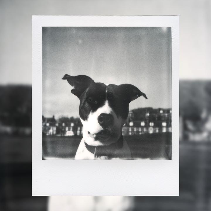 someone on the street photography subreddit said i shoot with too many cameras in too many formats so i must be “stealing photos from the net”… anyway here’s some SX-70 shots