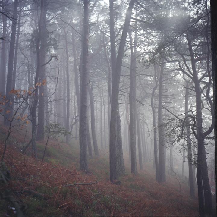 From my first ever roll of medium format film (shot on Lubitel 166B + Fujifilm Pro400H)