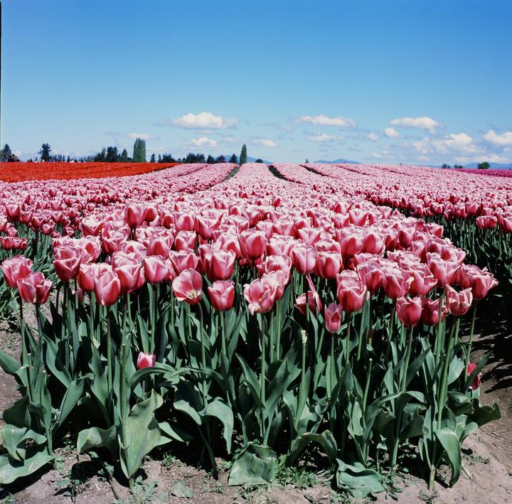 Tulips - Hasselblad 501c - 80mm 2.8 - Velvia 100