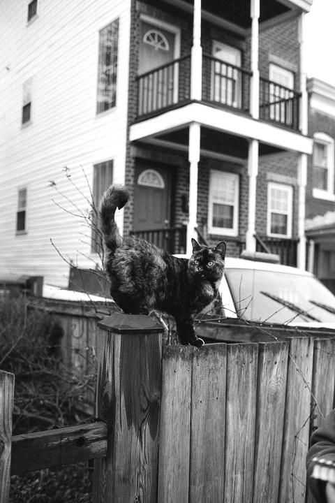 Sushi on a fence [Cinestill BwXX]