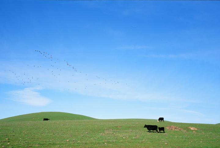 California Happy Cows. Fuji6x8iii Velvia 50