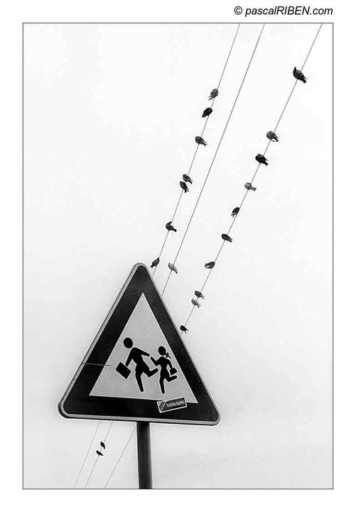 A school crossing sign is visible with birds perched on two diagonal wires above it.