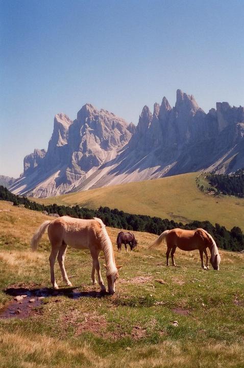 Seceda in the summer | Minox 35 GT-X | CineStill 800T