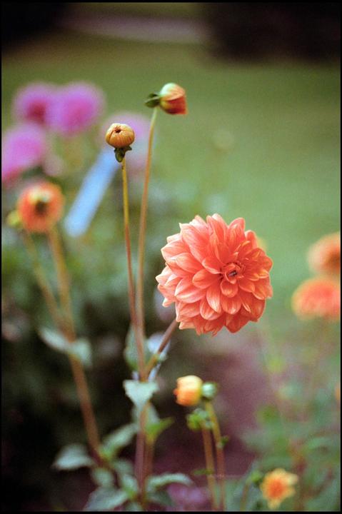 I like flowers | Gold 200 | M6 + Summicron 50mm f2 V3