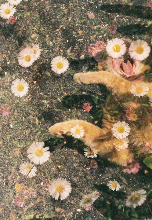 Tried to take a cute double exposure of my cat and some flowers. He yawned last second and this is how the pictured turned out! (Nikon FM2, Superia400)