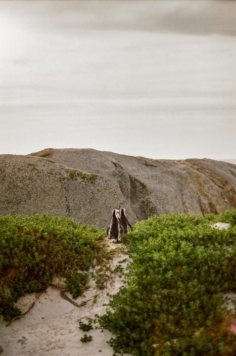 penguins of South Africa [Minolta x700, 24mm, kodak ultramax 400]