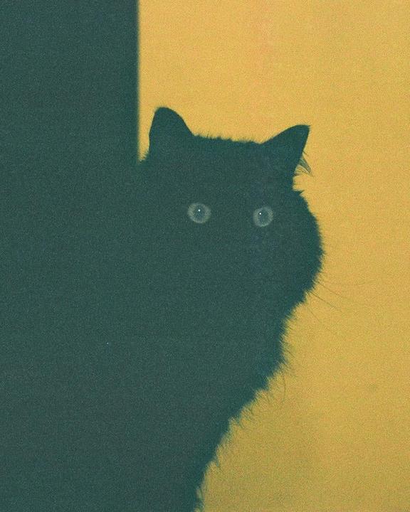 black cat; orange wall